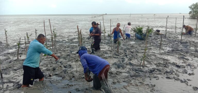 WALHI Babel dan Warga Batu Beriga Tanam 2.500 Mangrove, Soroti Krisis Iklim