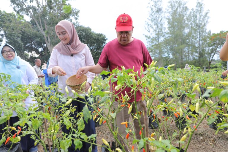 Gubernur Babel Komitmen Jaga Ketahanan Pangan Lewat Gerakan Tanam Cabai